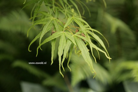 Acer palmatum 'Linearilobum'