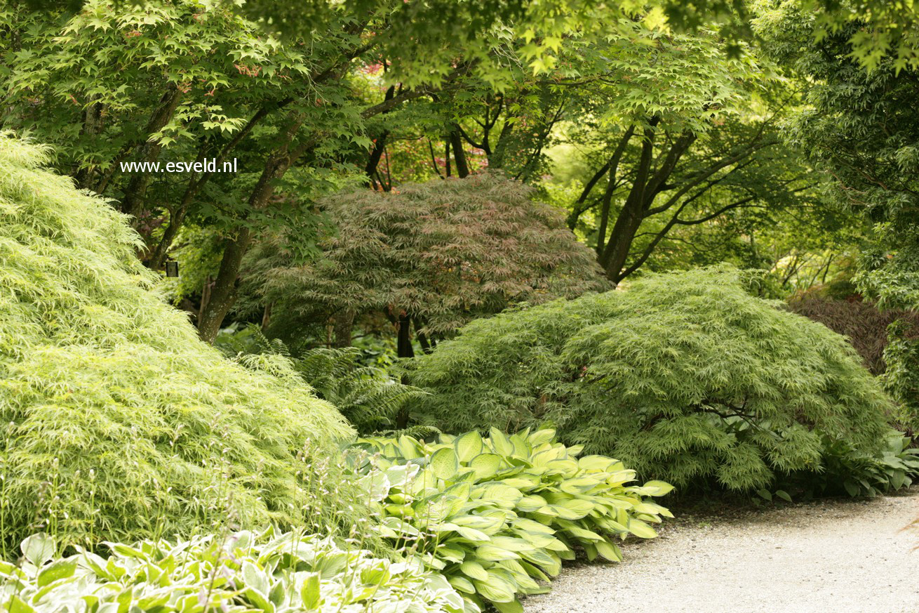 Acer palmatum 'Dissectum'