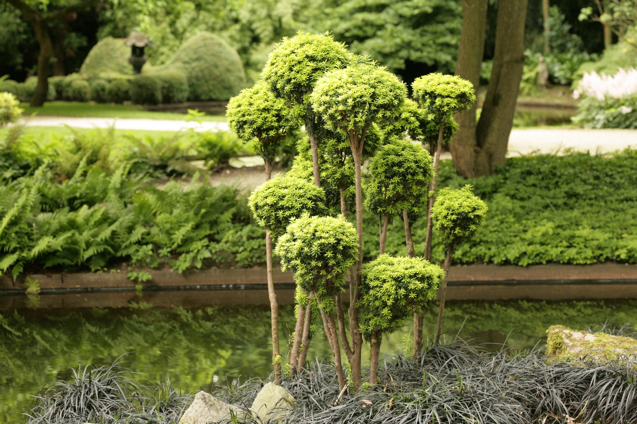 Taxus baccata