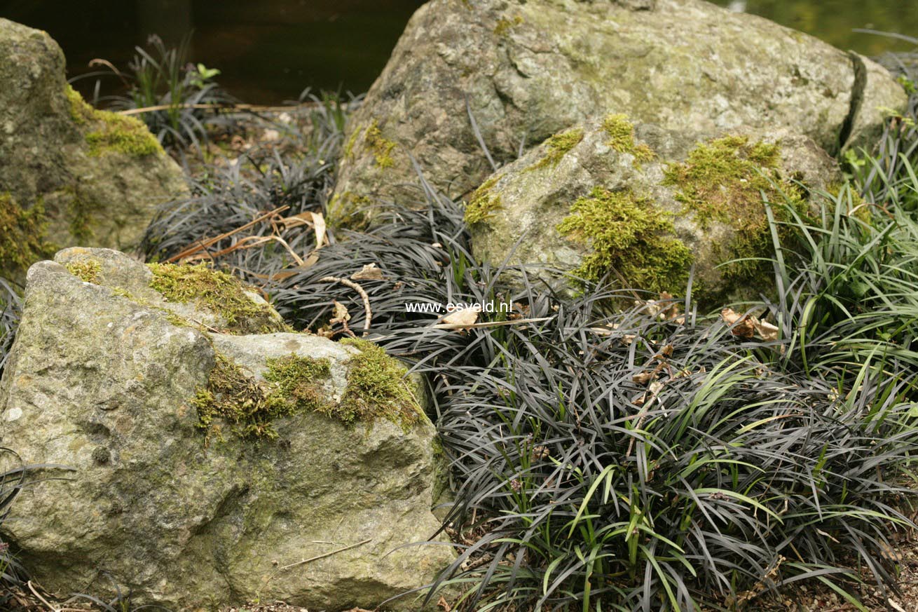 Ophiopogon planiscapus 'Niger'