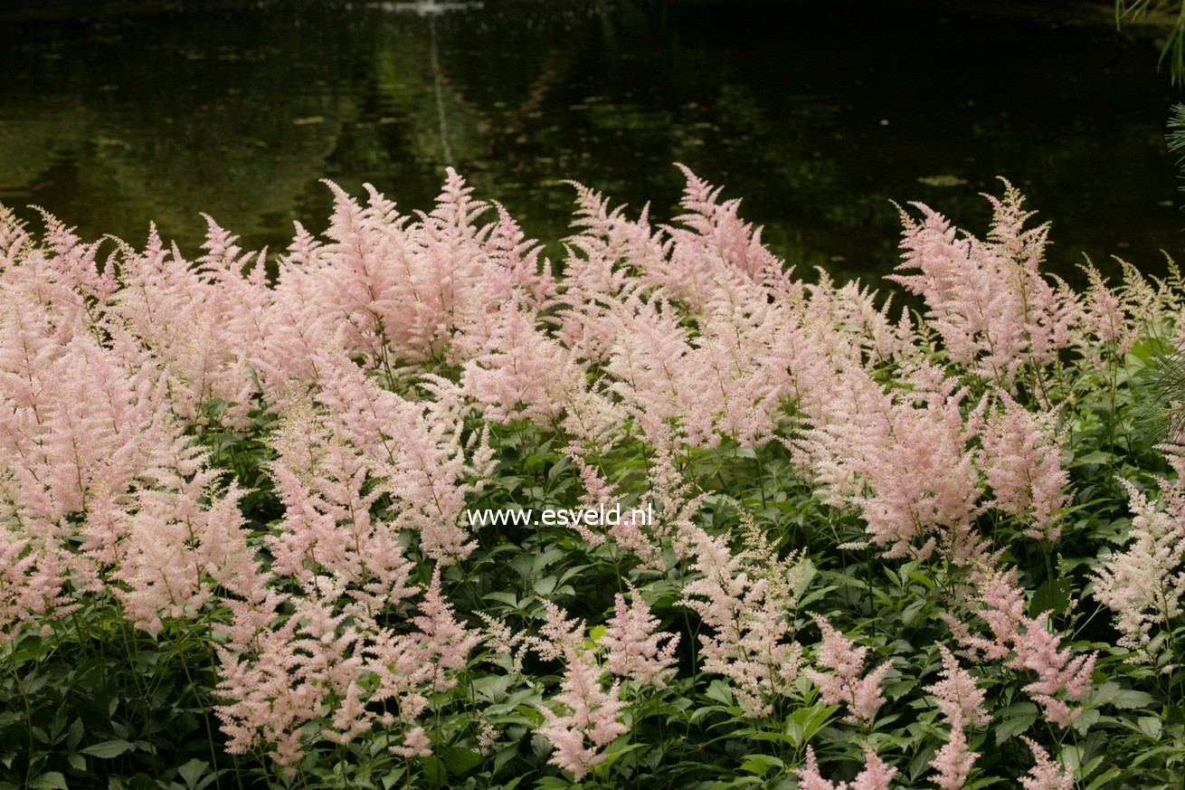 Astilbe 'Peach Blossom'