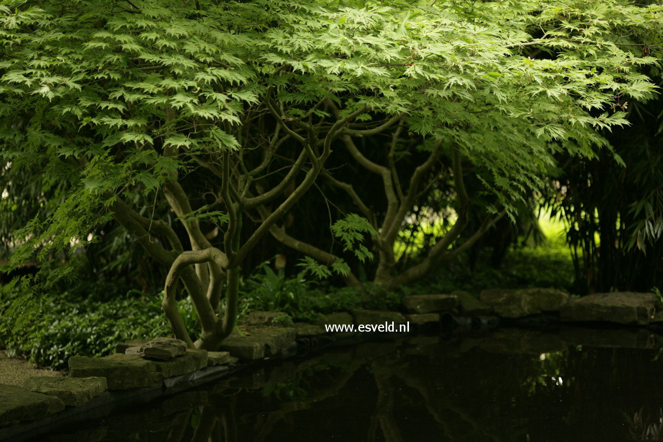 Acer japonicum 'Aconitifolium'