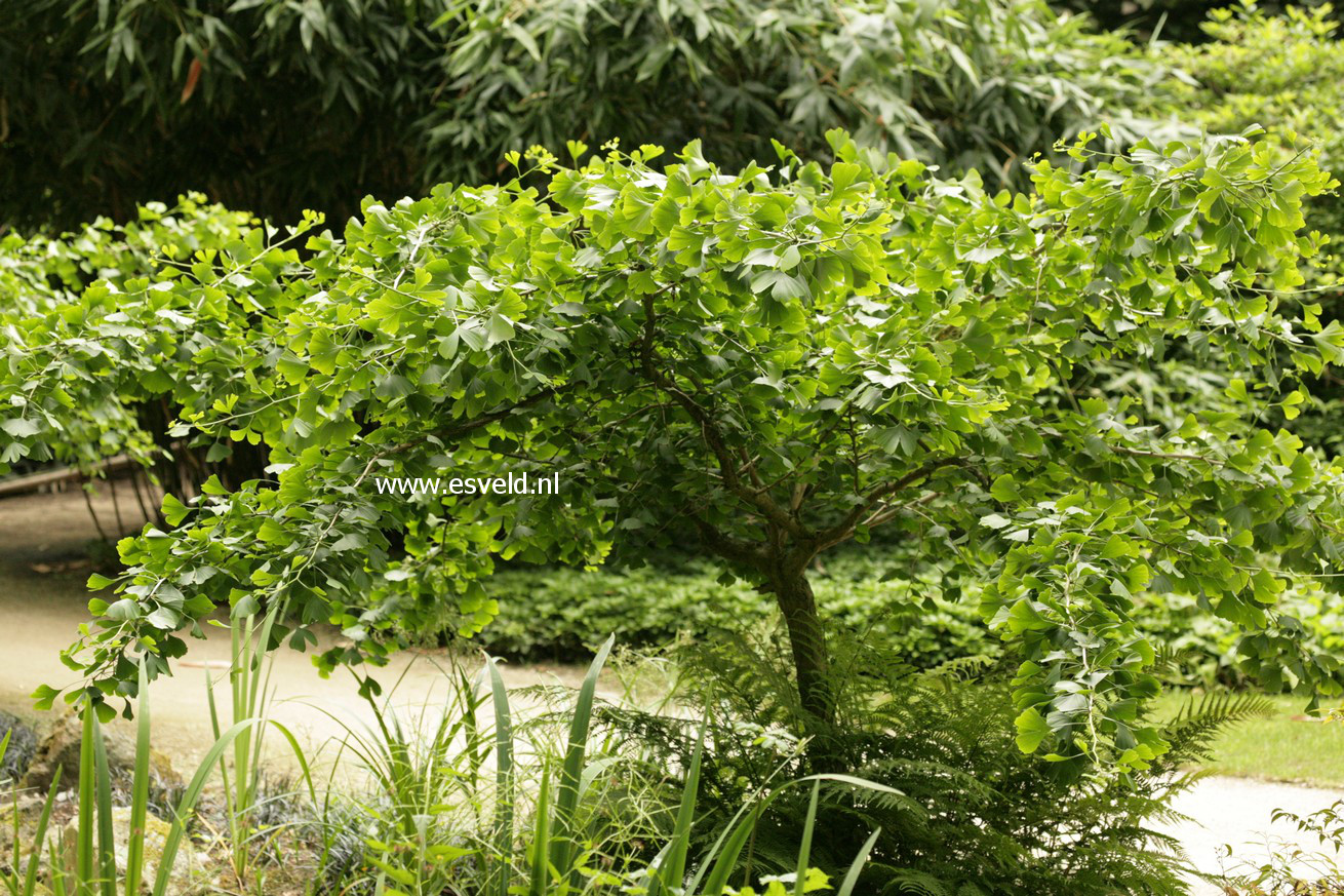 Ginkgo biloba 'Pendula'