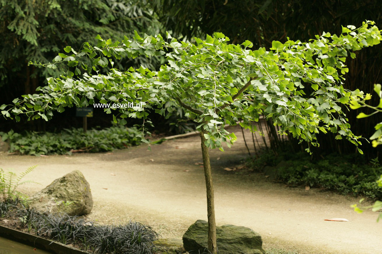 Ginkgo biloba 'Pendula'