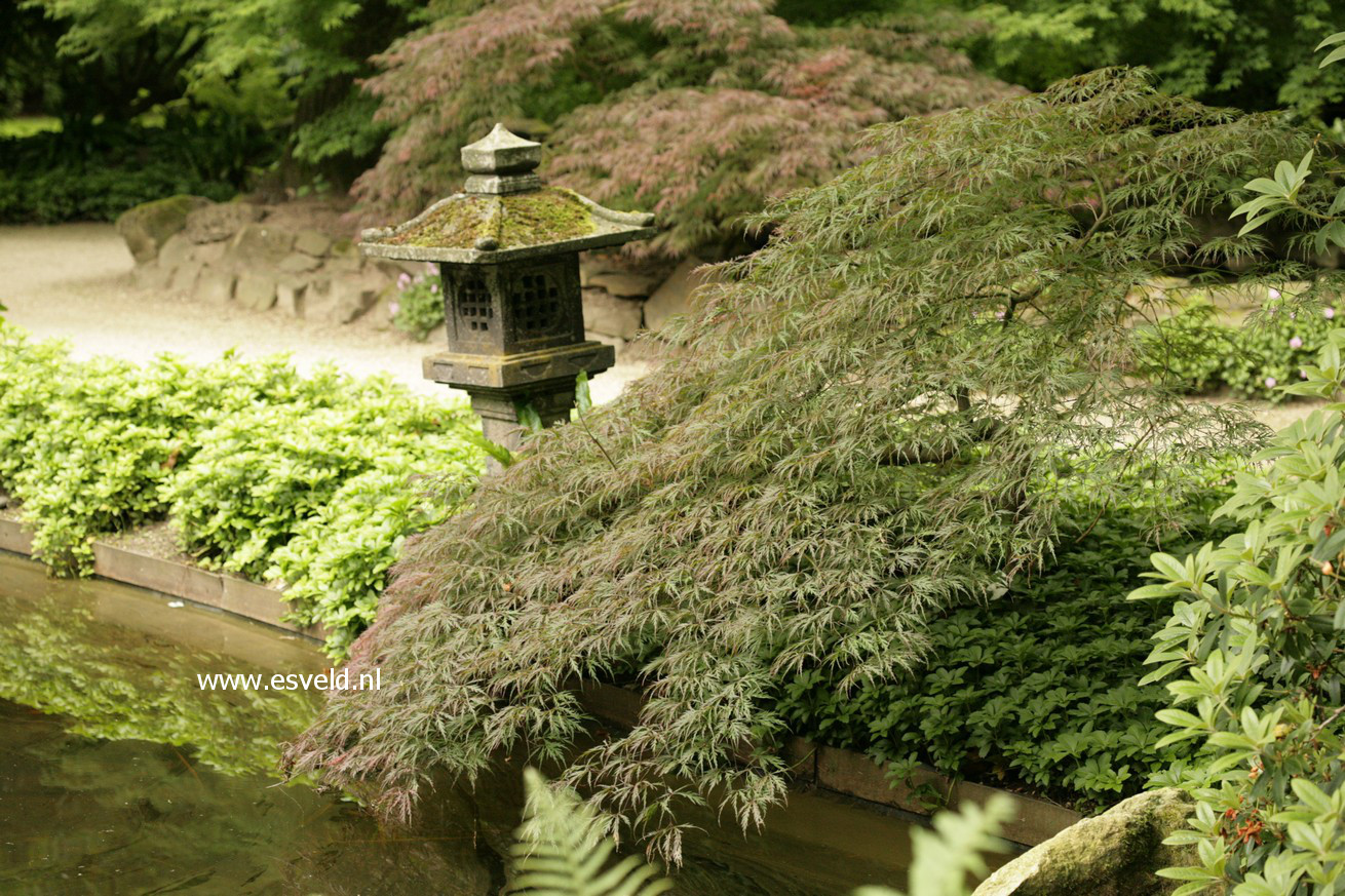 Acer palmatum 'Garnet'