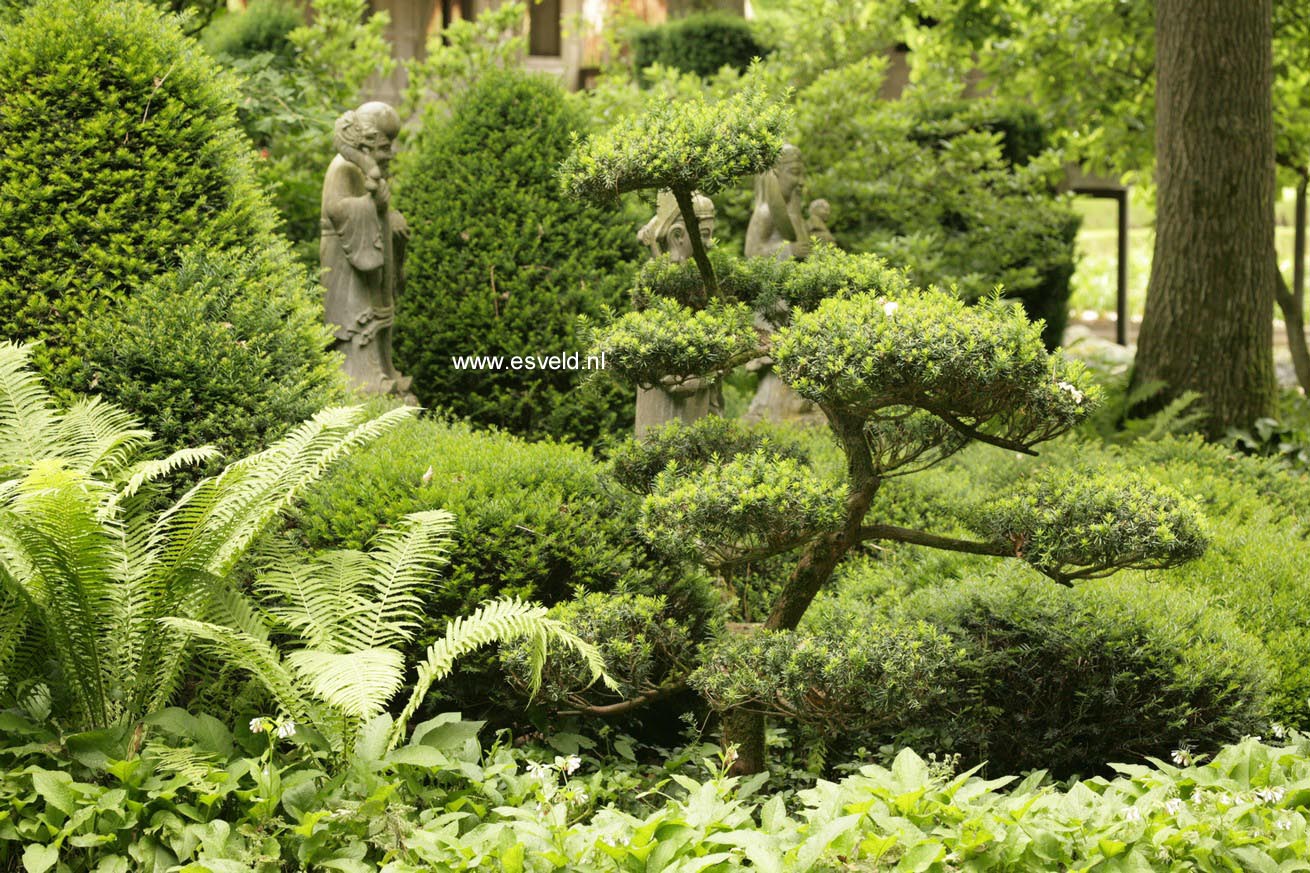 Taxus baccata