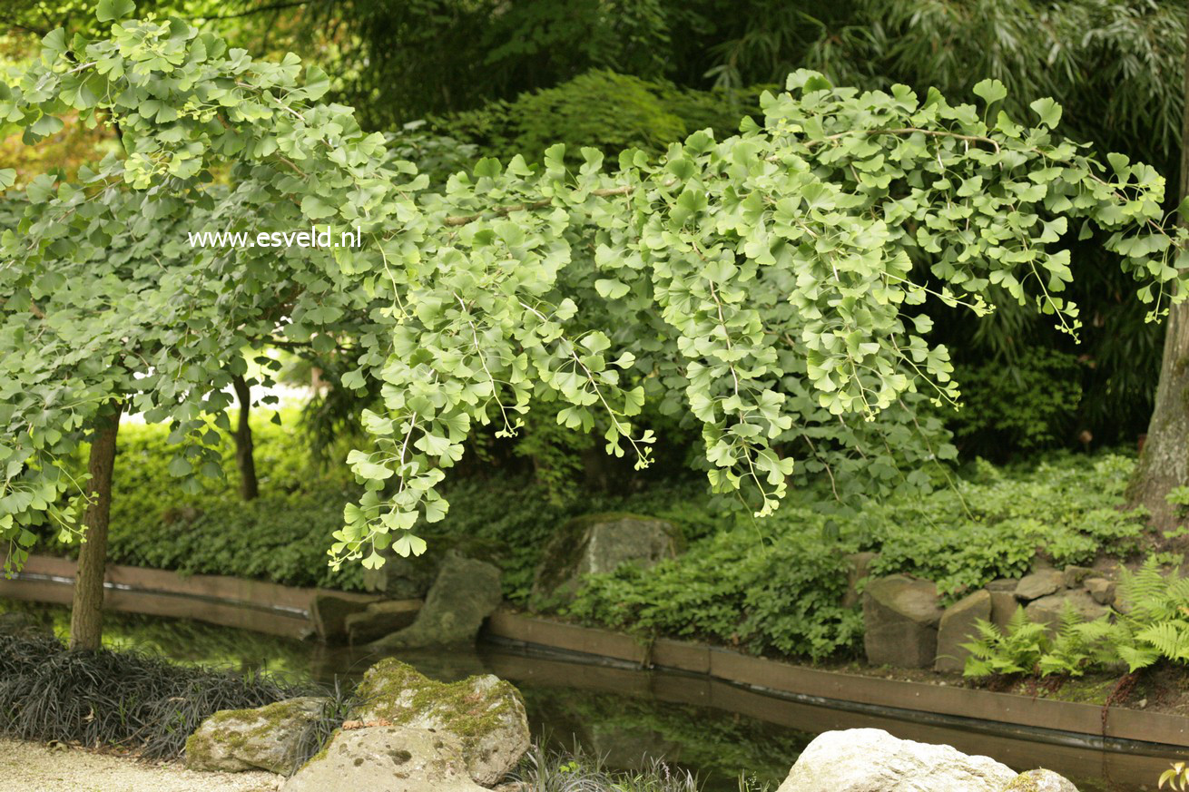 Ginkgo biloba 'Pendula'