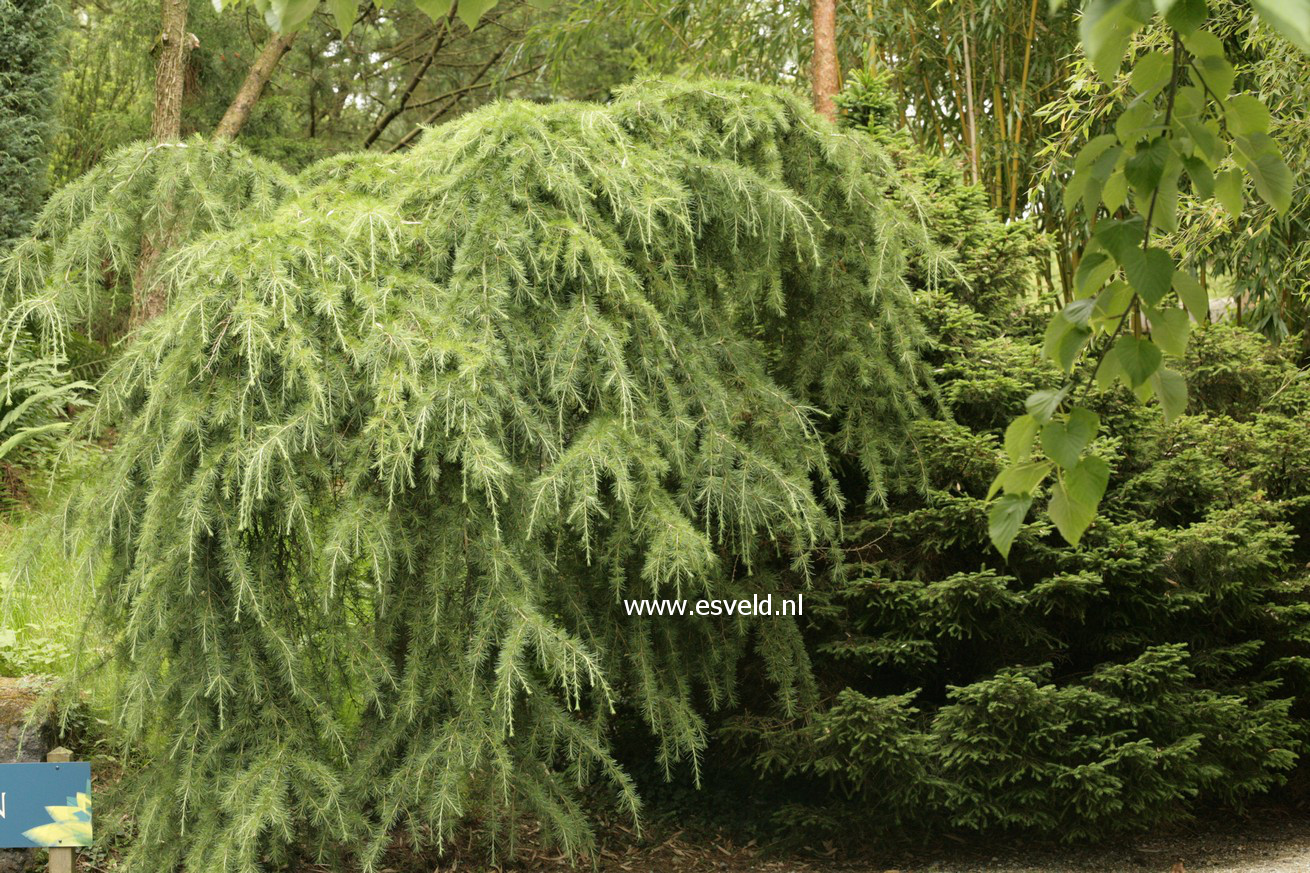 Cedrus deodara 'Pendula'