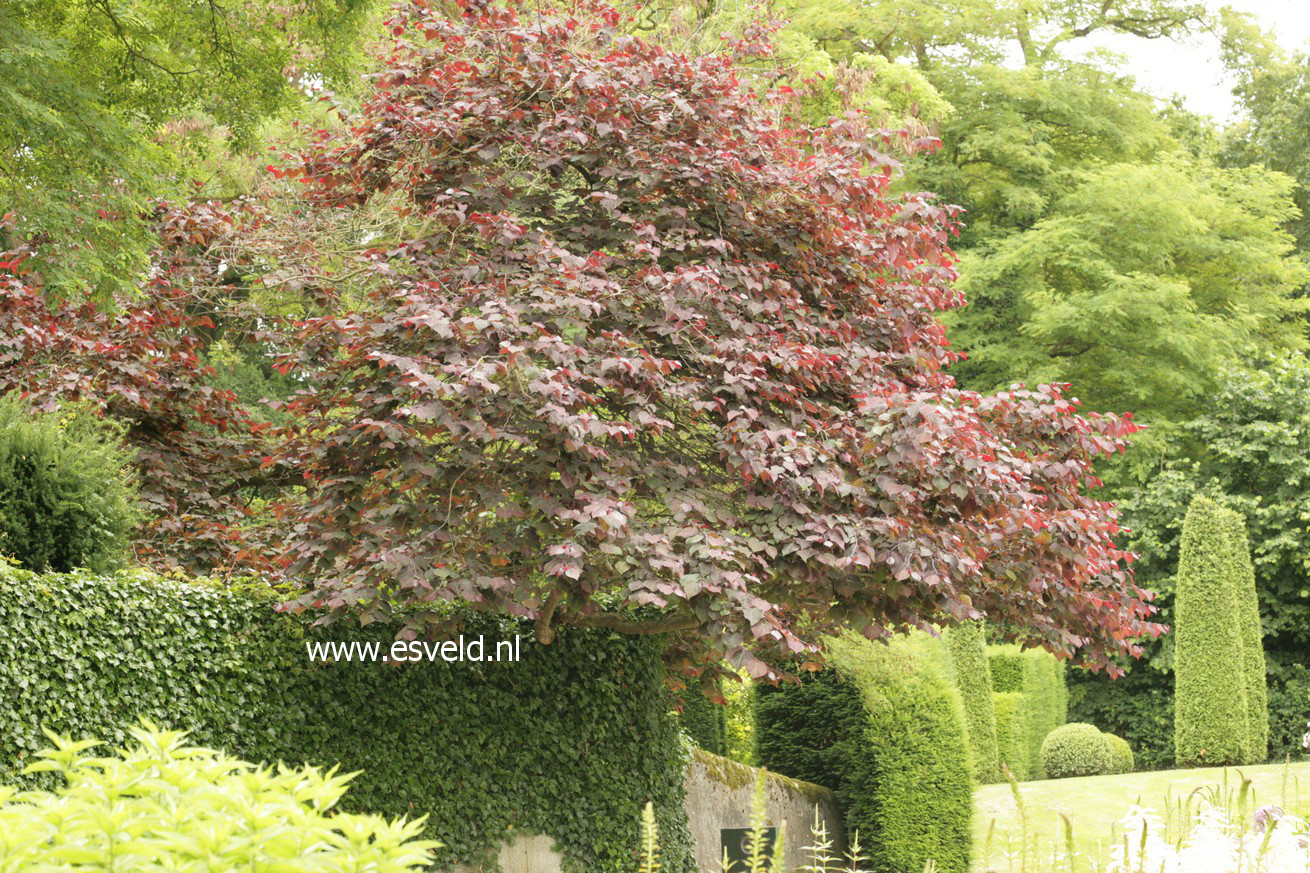 Cercis canadensis 'Forest Pansy'