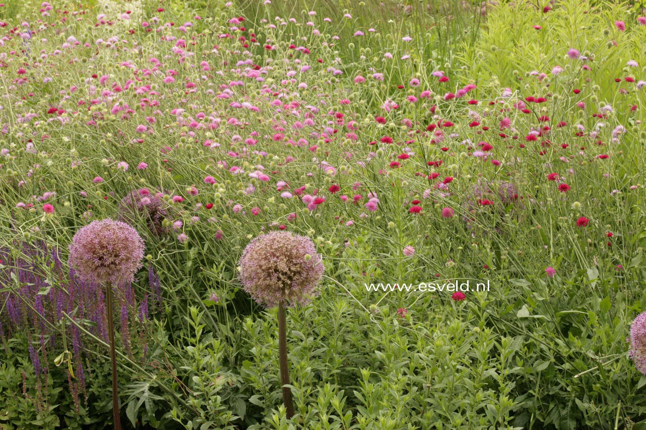 Knautia macedonica