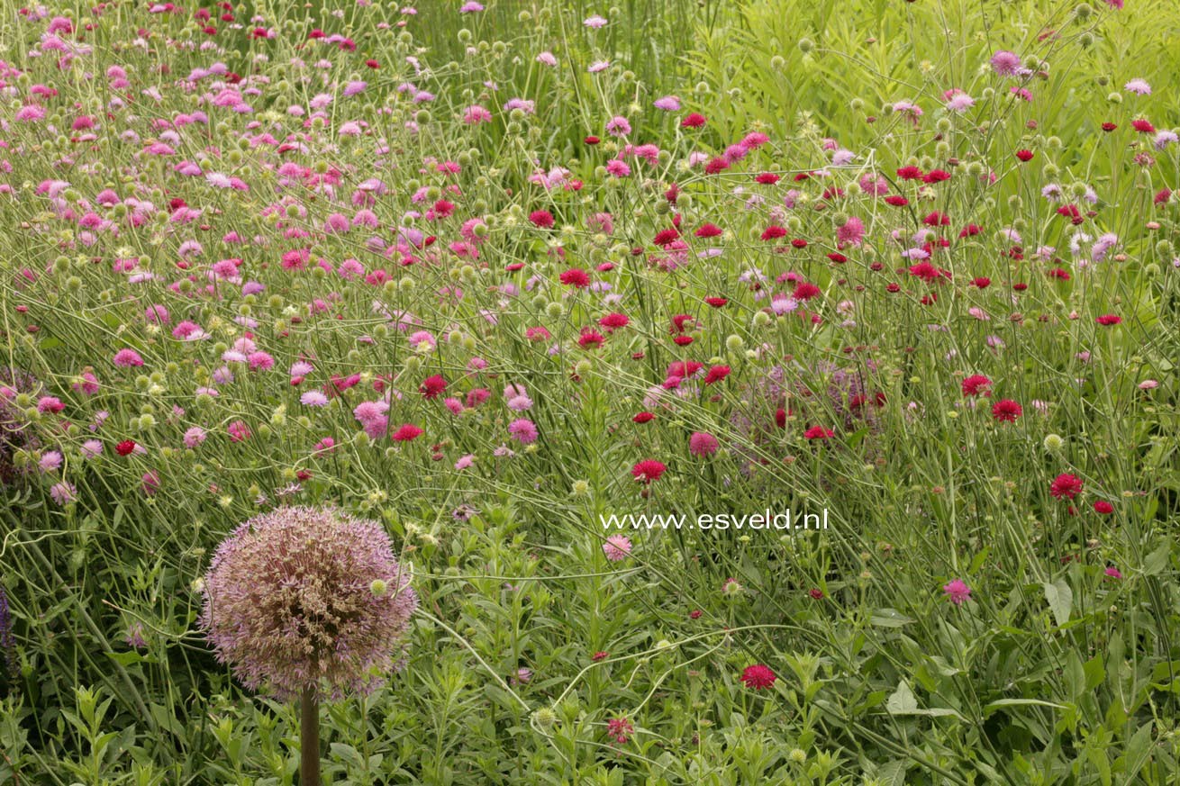 Knautia macedonica