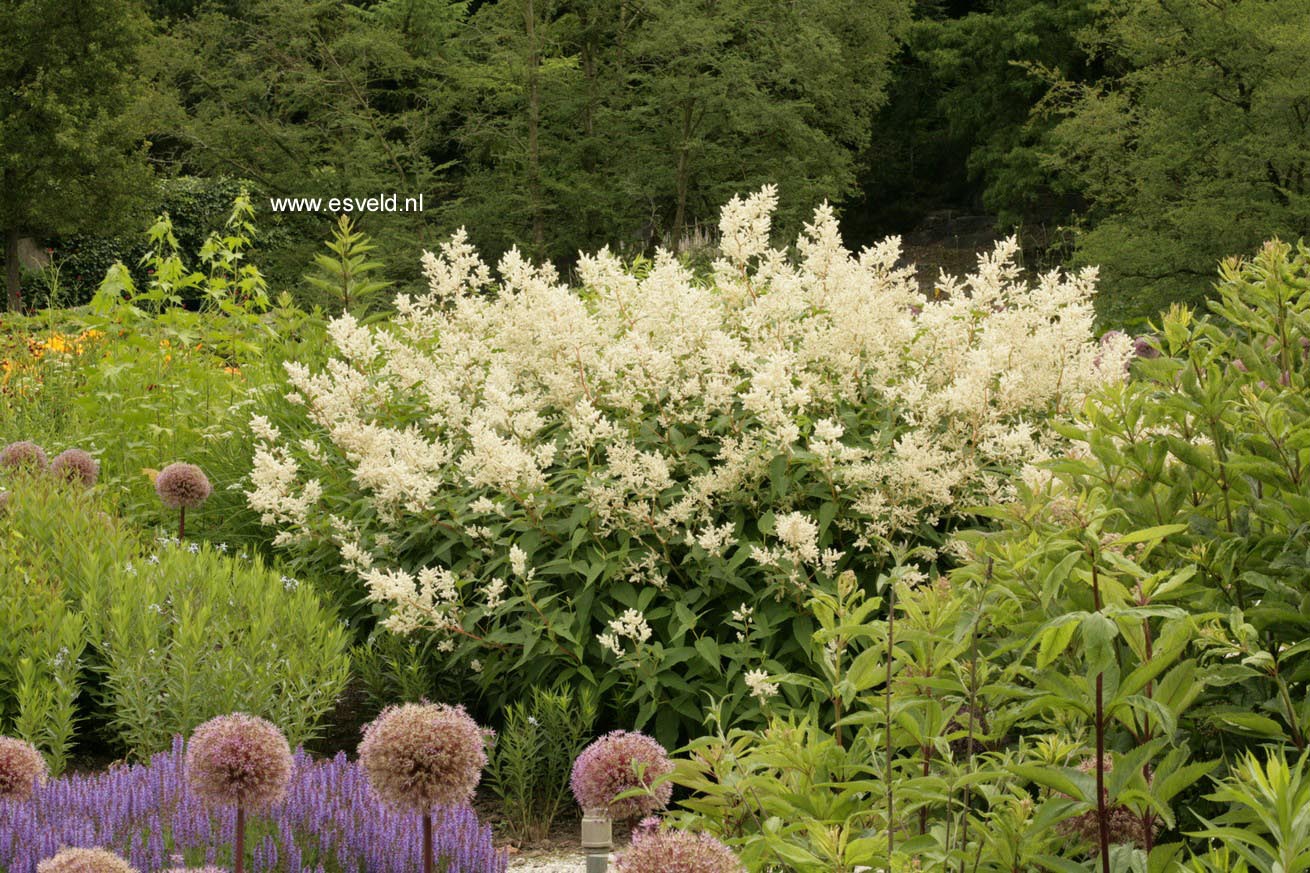 Persicaria polymorpha