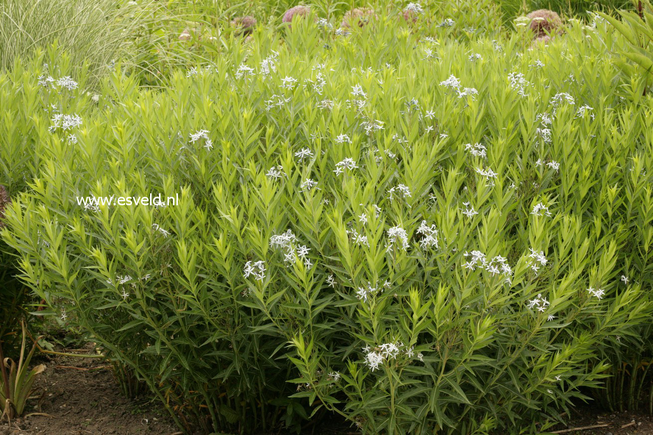 Amsonia ciliata