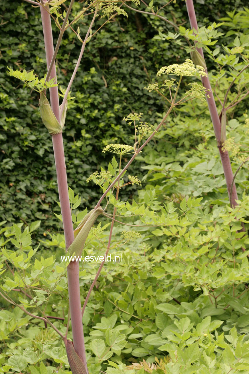 Angelica archangelica