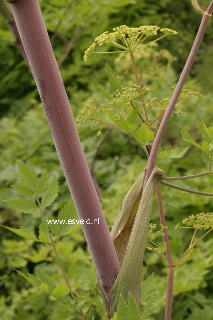 Angelica archangelica