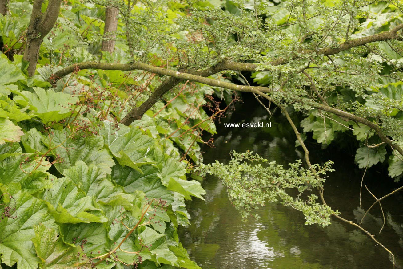 Nothofagus antarctica