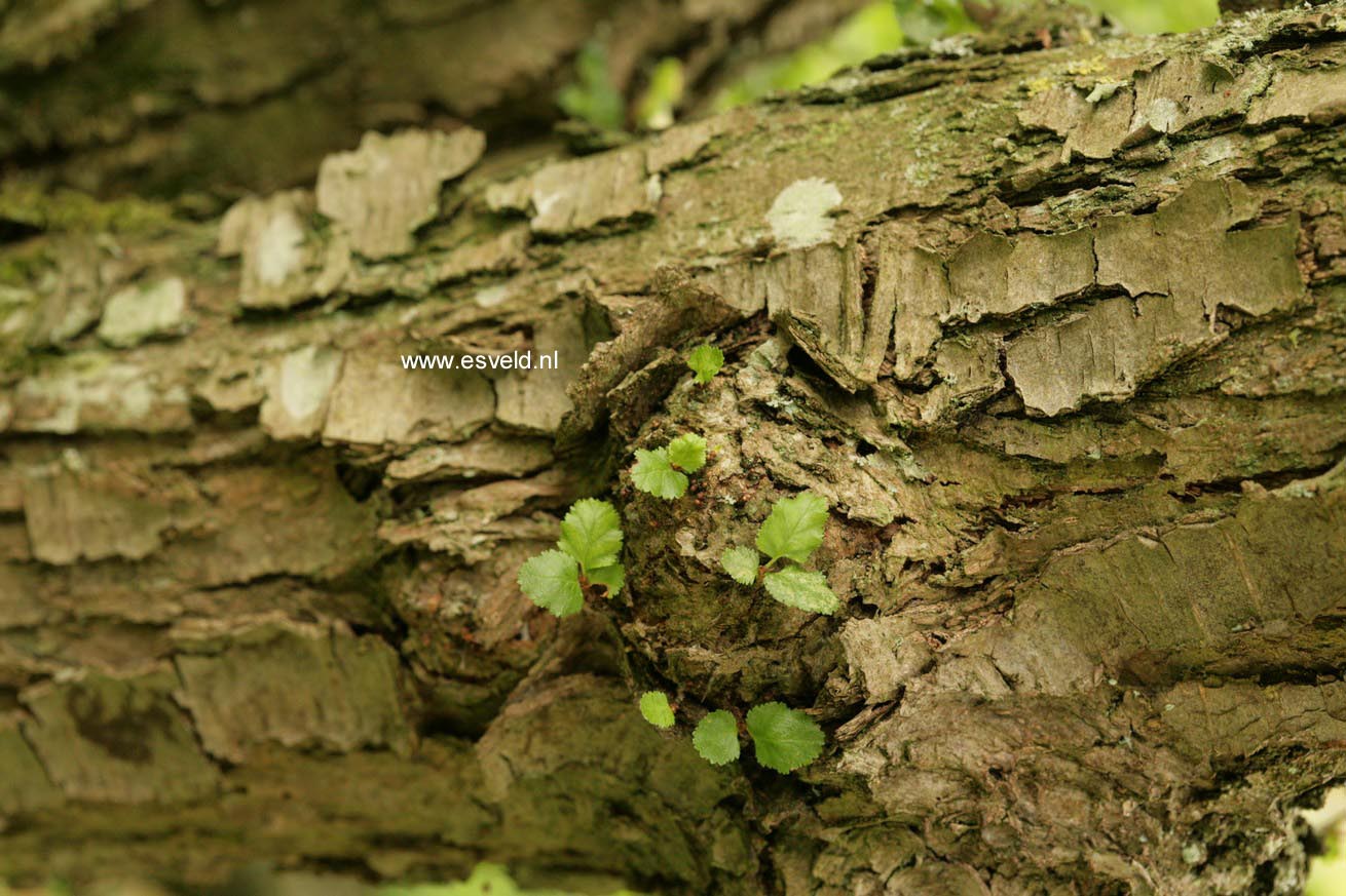 Nothofagus antarctica