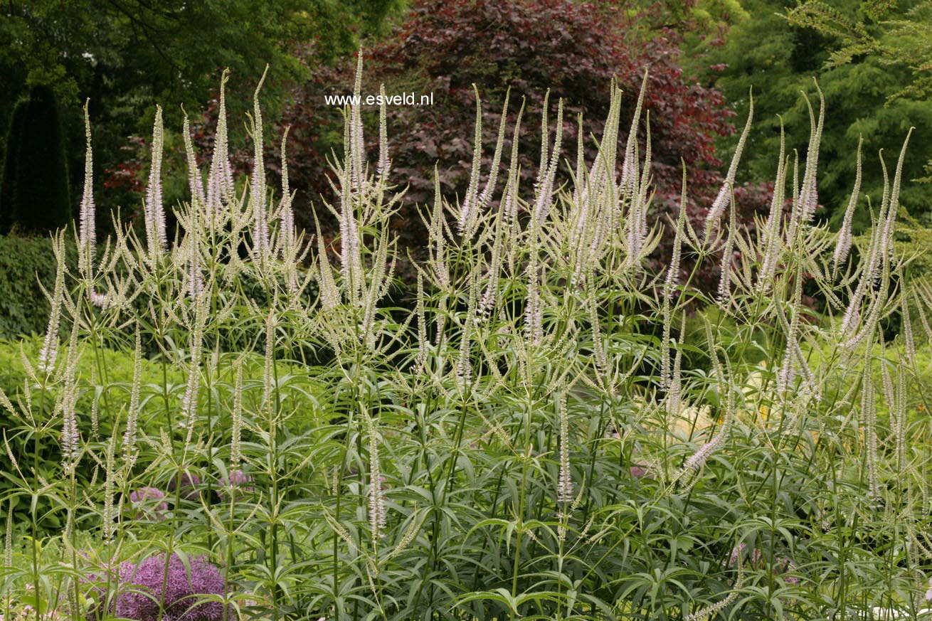 Veronicastrum virginicum 'Lavendelturm'