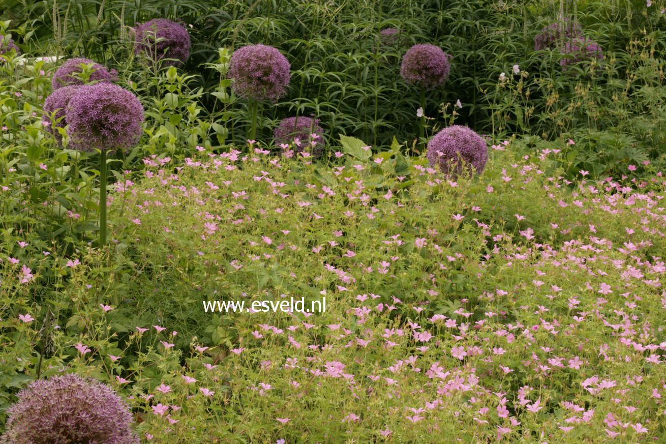 Geranium endressii 'Wargrave Pink'