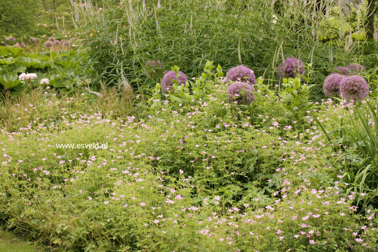 Geranium endressii 'Wargrave Pink'