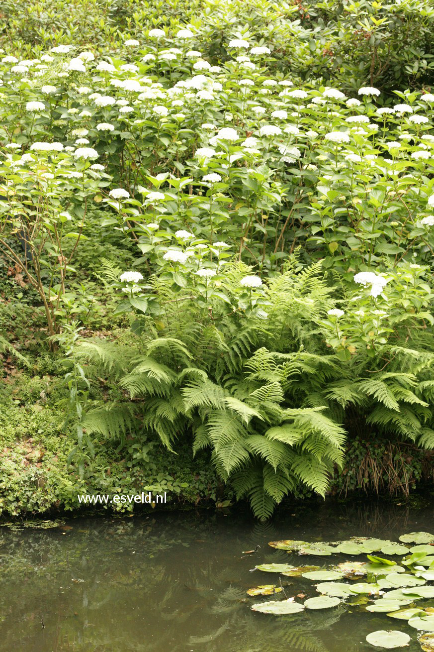 Hydrangea macrophylla 'Soeur Therese'