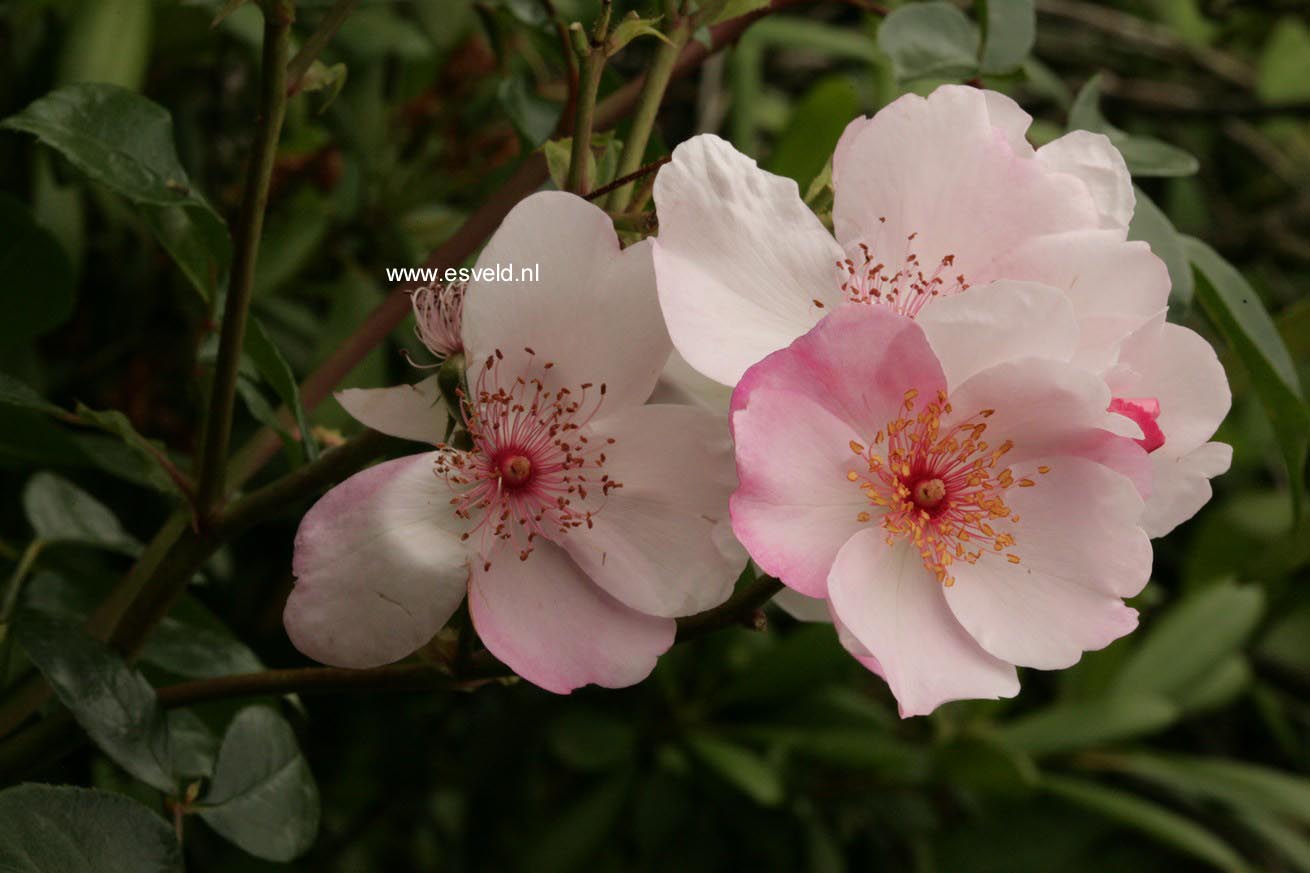 Rosa 'Meiguimov' (SWEET PRETTY)
