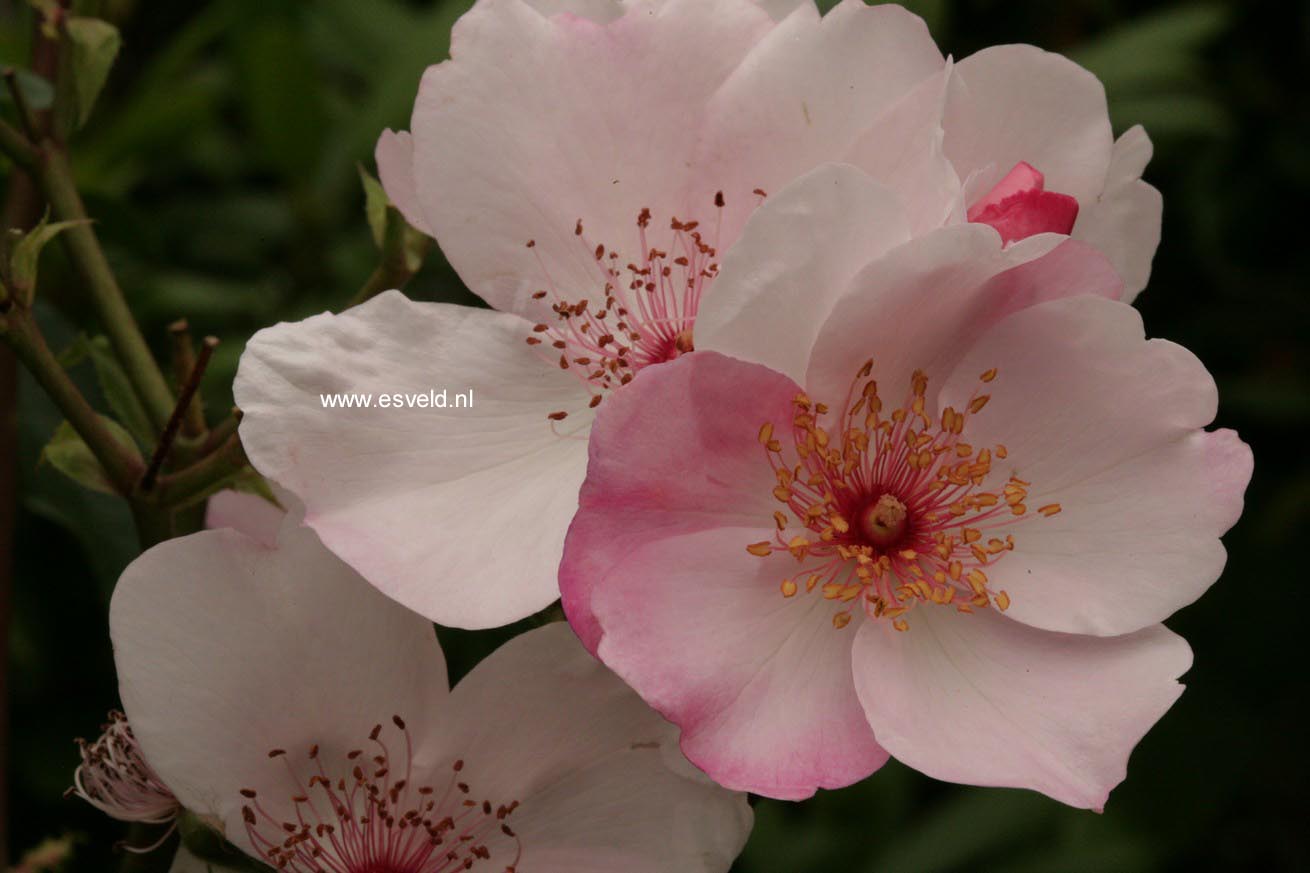 Rosa 'Meiguimov' (SWEET PRETTY)