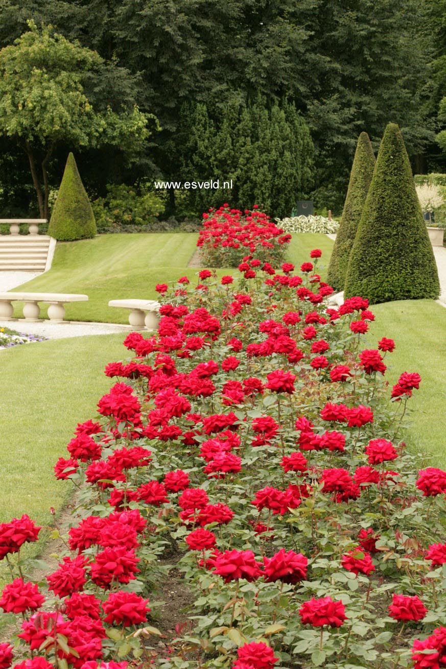 Rosa 'Ingrid Bergman'