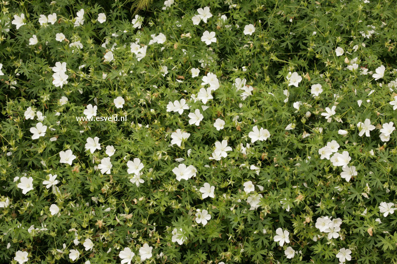 Geranium clarkei 'Kashmir White'