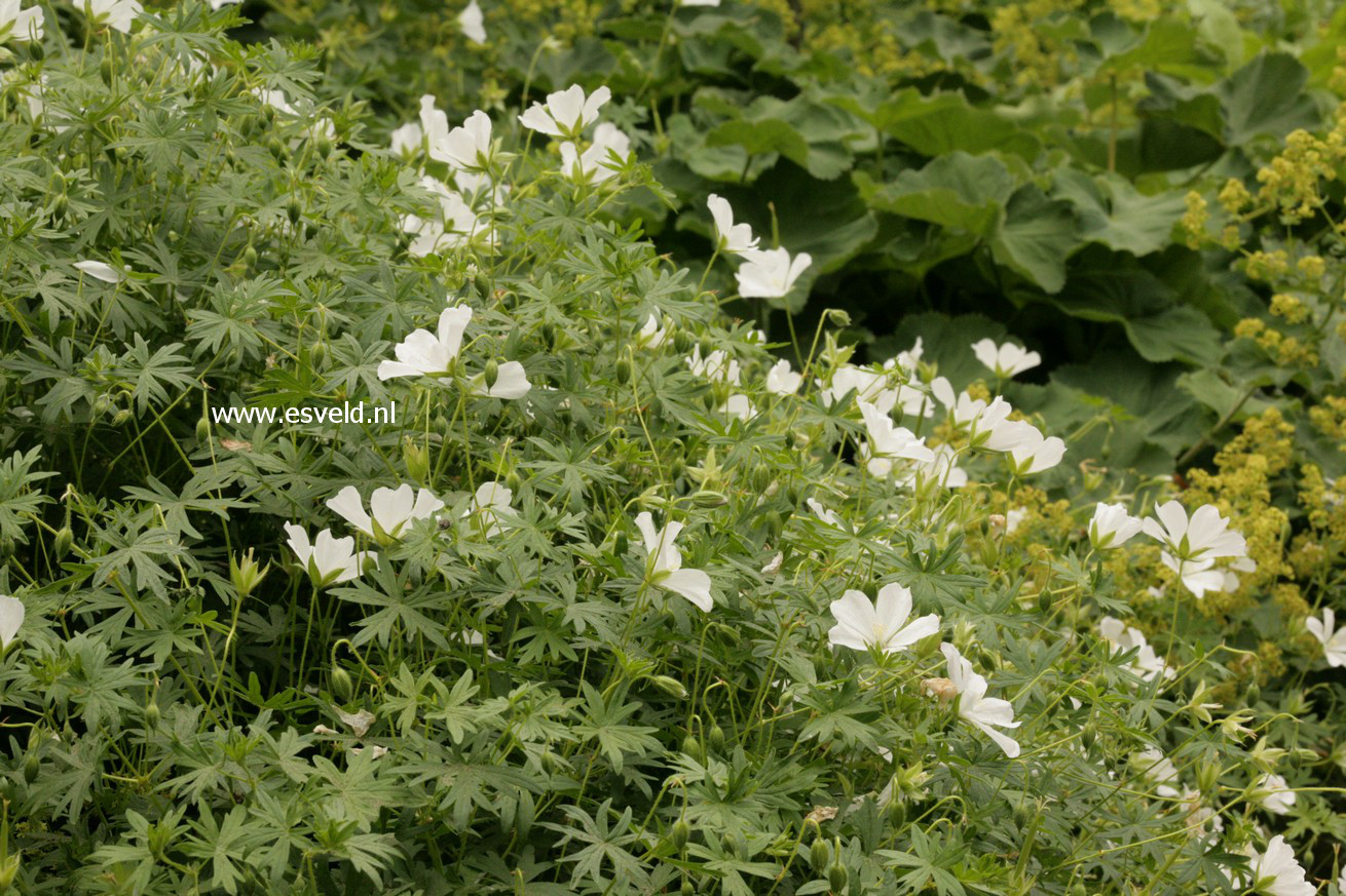 Geranium clarkei 'Kashmir White'