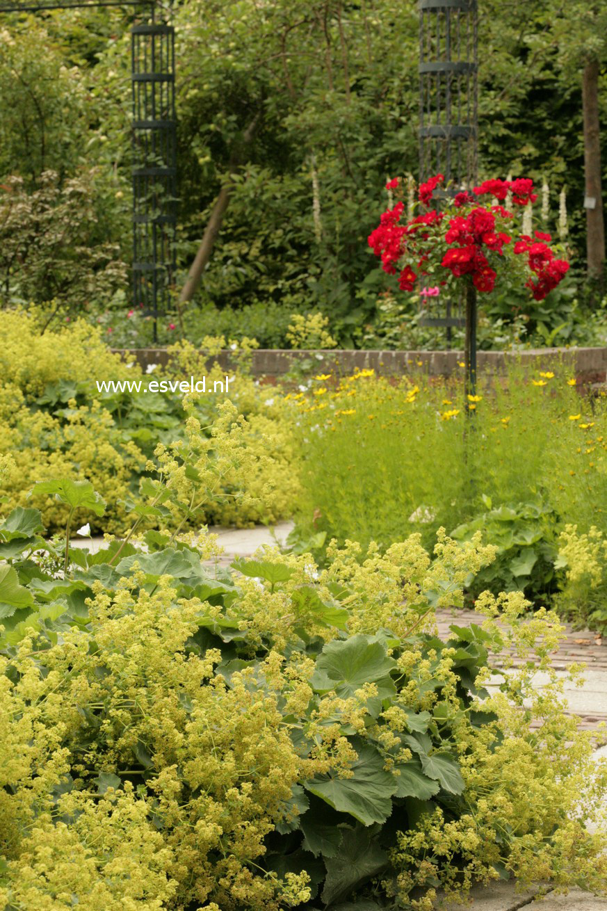 Alchemilla mollis