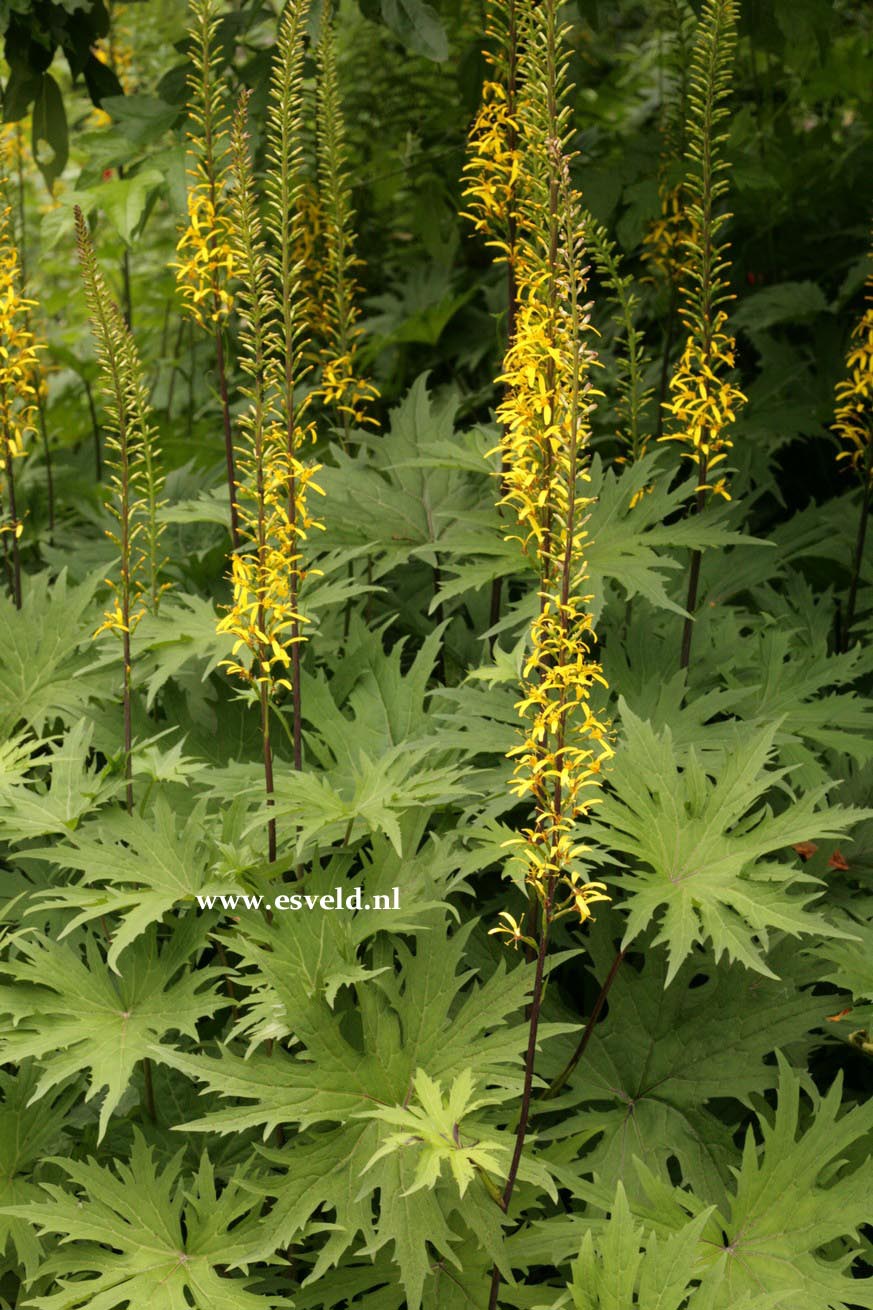 Ligularia przewalskii