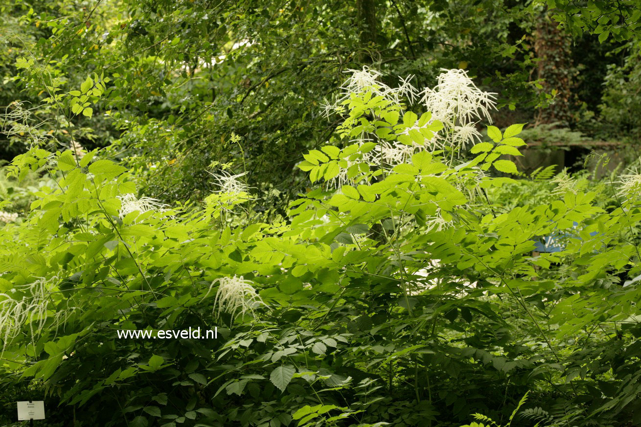 Aruncus dioicus