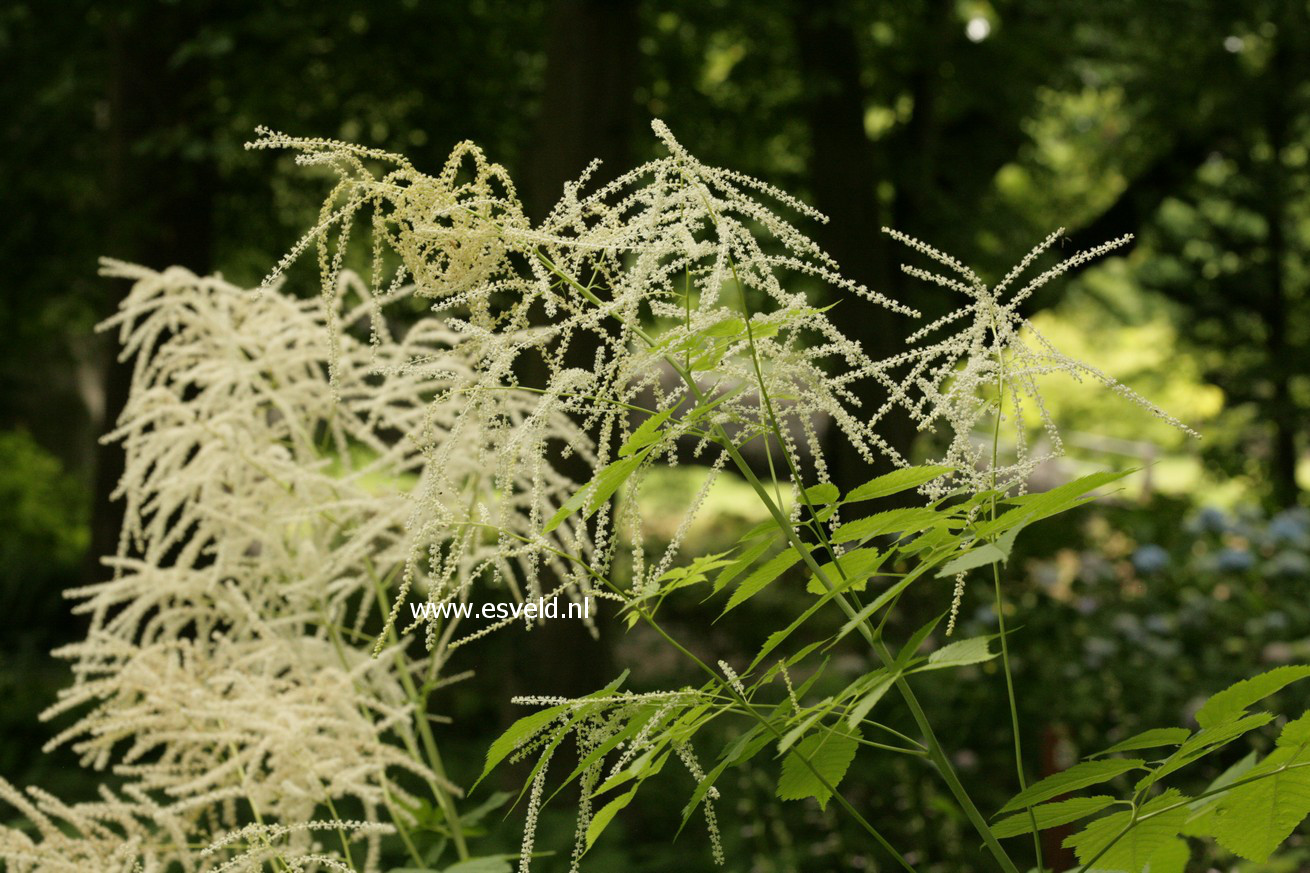 Aruncus dioicus