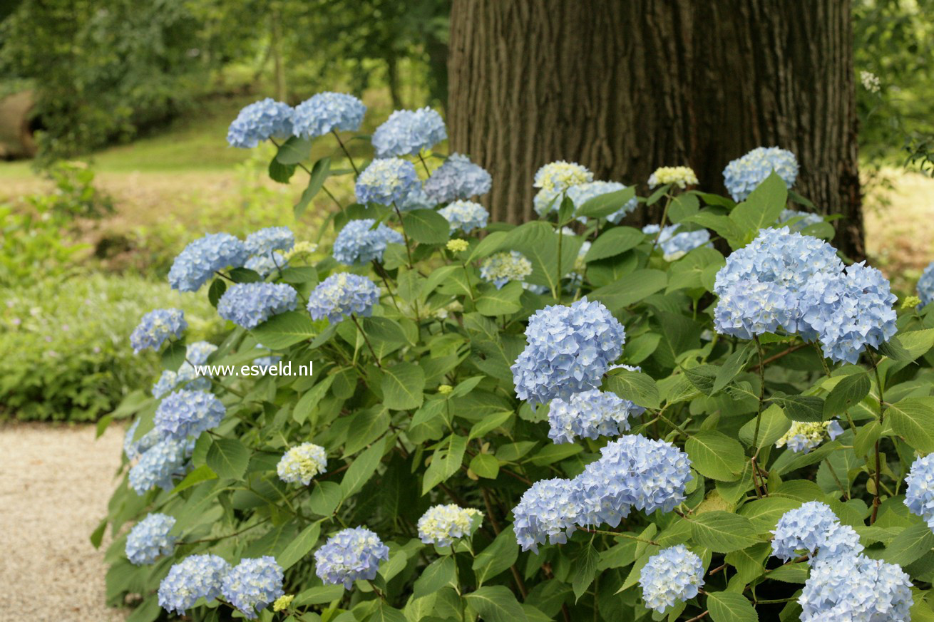 Hydrangea macrophylla 'Nikko Blue'