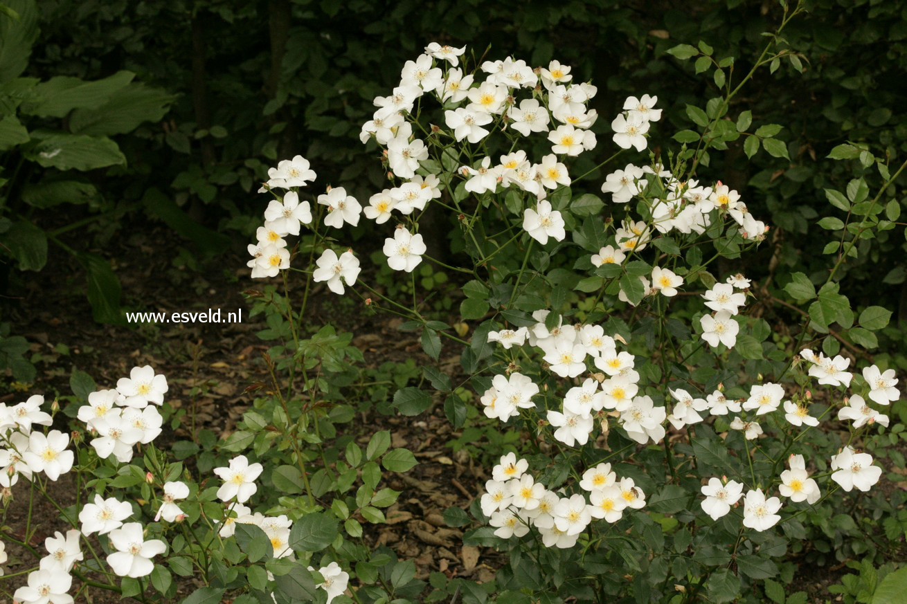 Rosa 'Interflowi' (WHITE FLEURETTE)