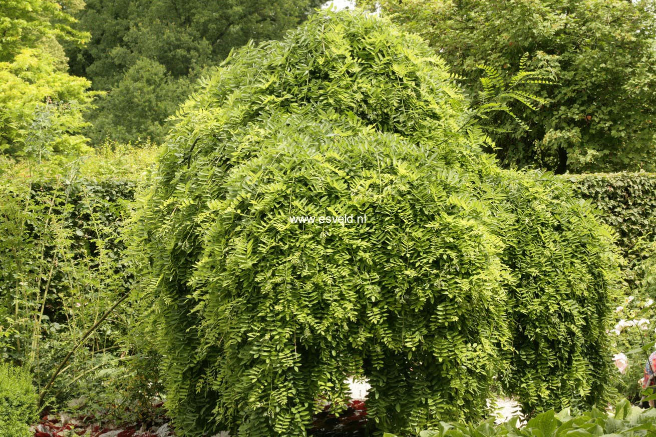 Styphnolobium japonicum 'Pendula'