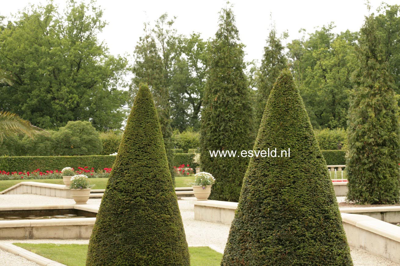 Taxus baccata
