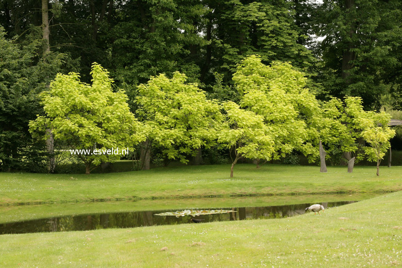 Catalpa bignonioides 'Aurea'