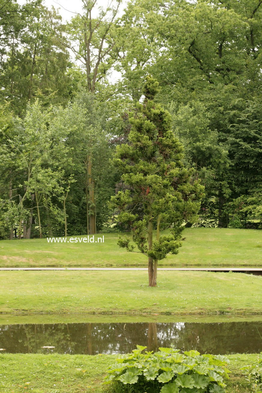 Cryptomeria japonica 'Cristata'