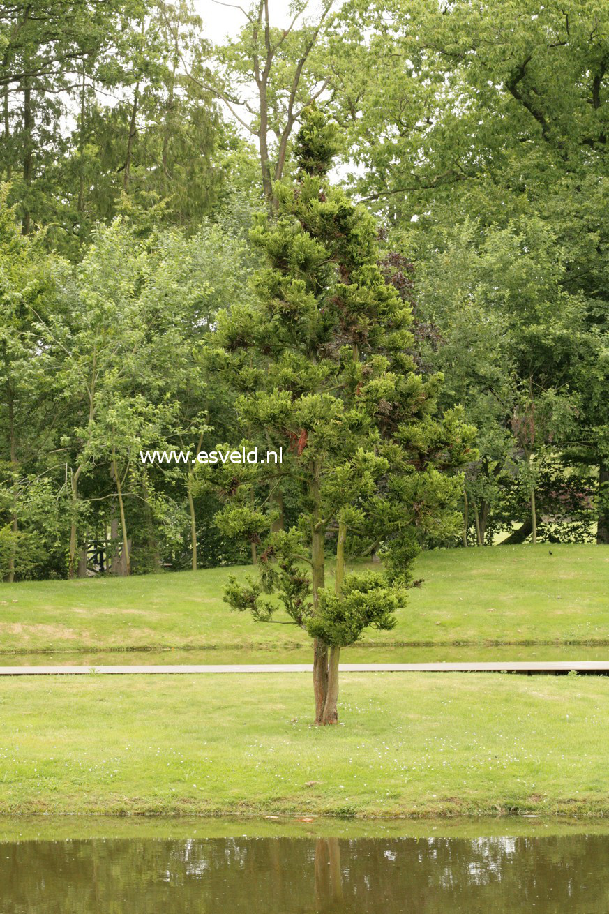 Cryptomeria japonica 'Cristata'