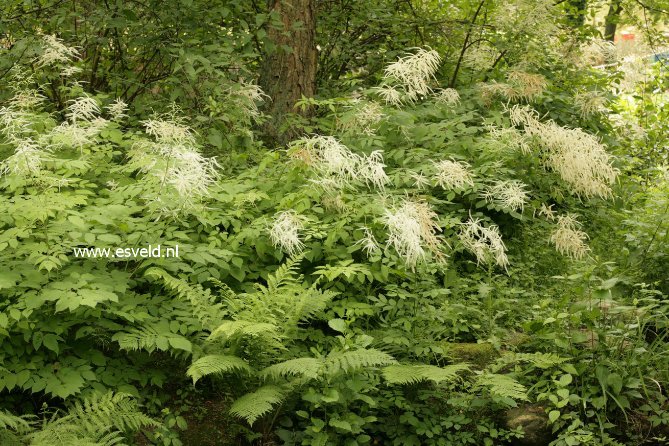 Aruncus dioicus