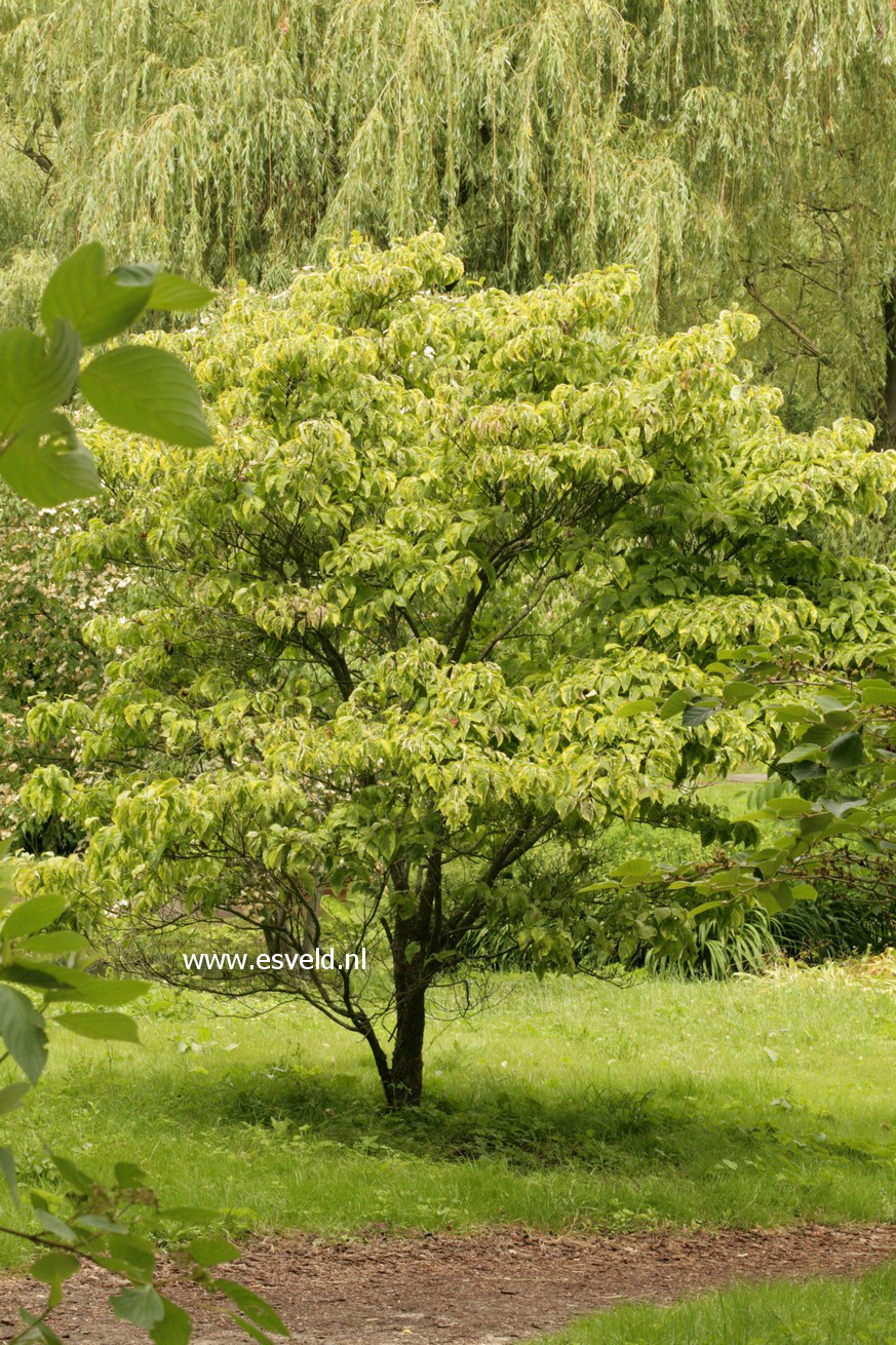 Cornus florida 'Rainbow'