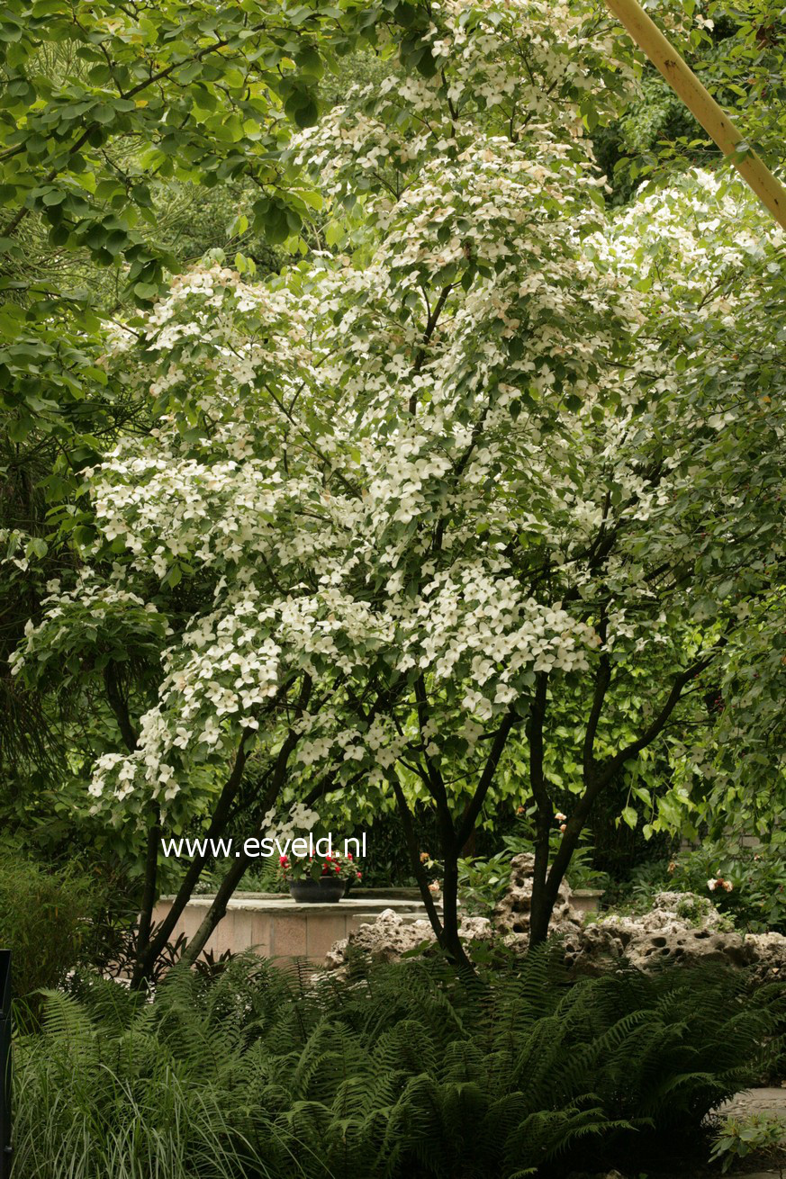 Cornus kousa var. chinensis