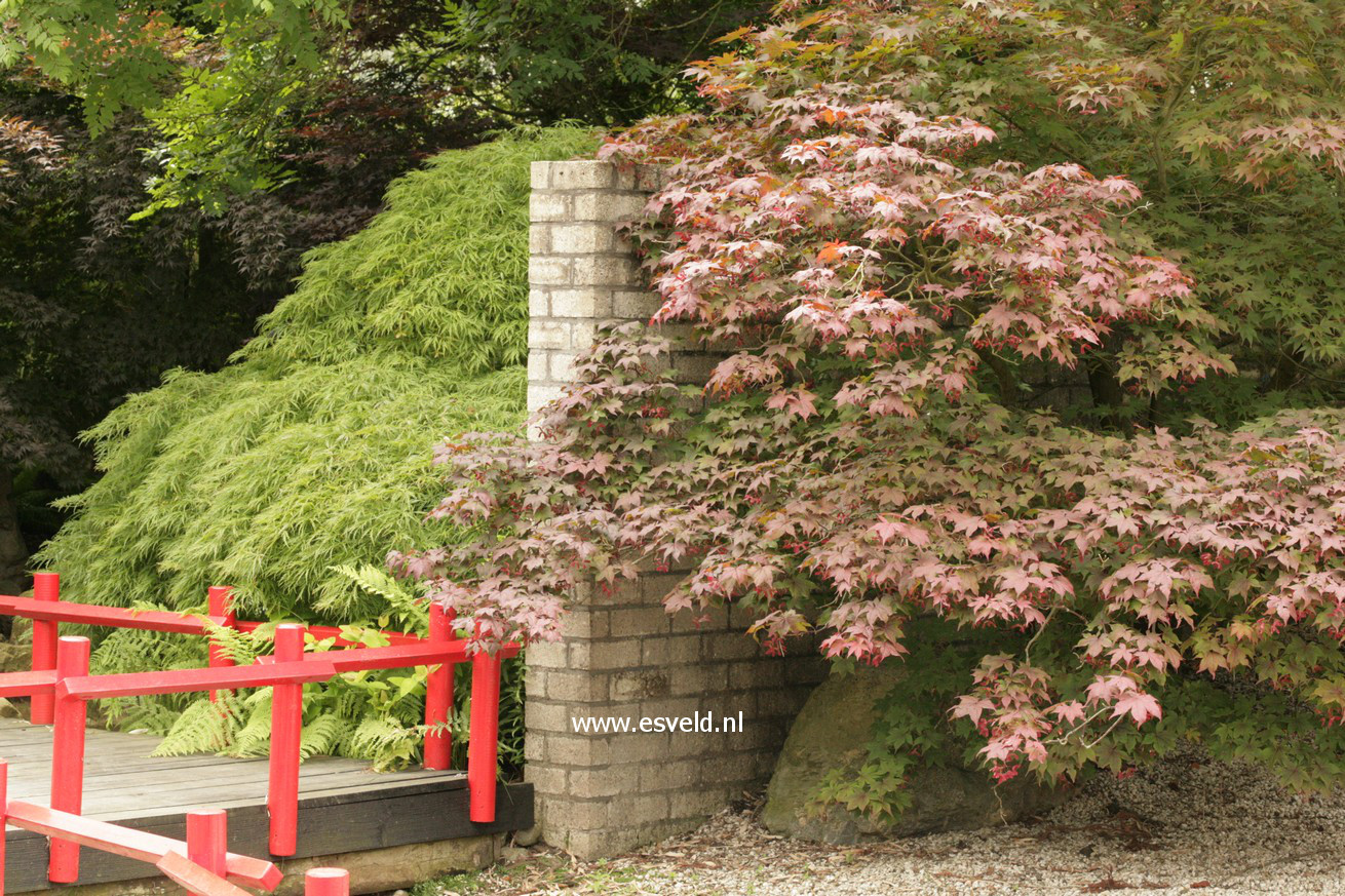 Acer palmatum 'Akegarasu'