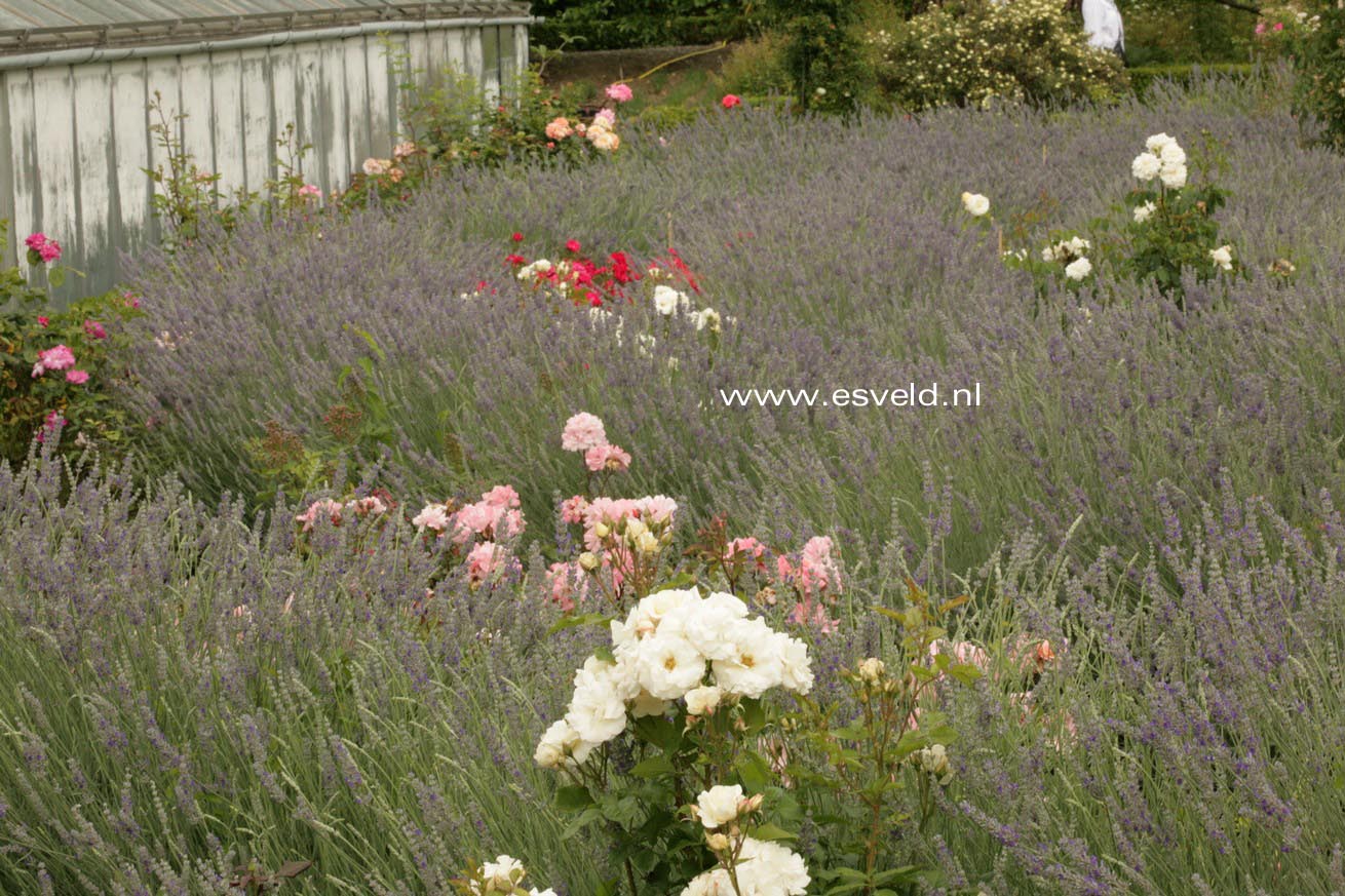 Lavandula angustifolia