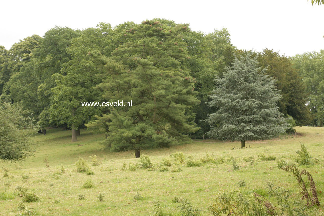 Cedrus libani 'Glauca Group'