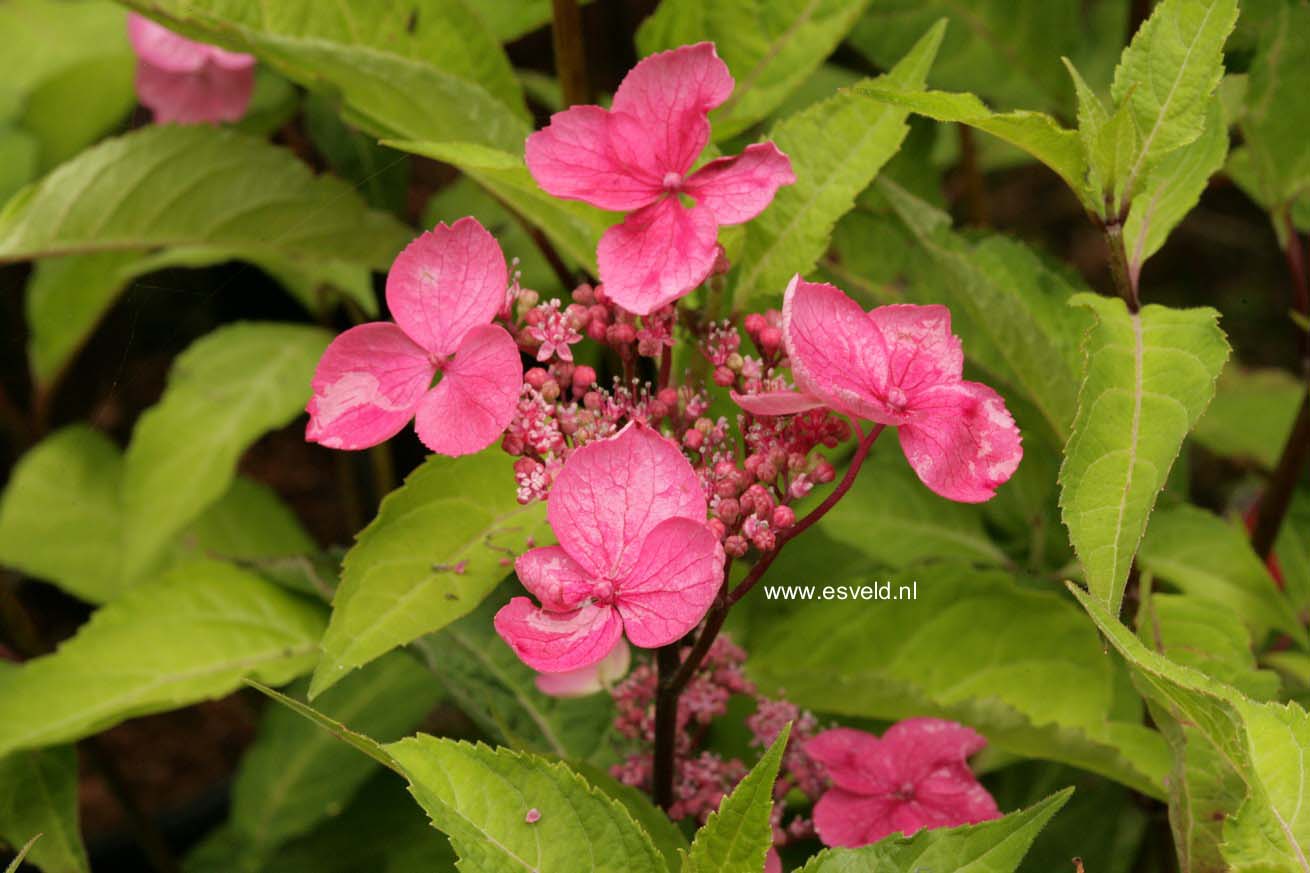 Hydrangea serrata 'Hyuga konjou'