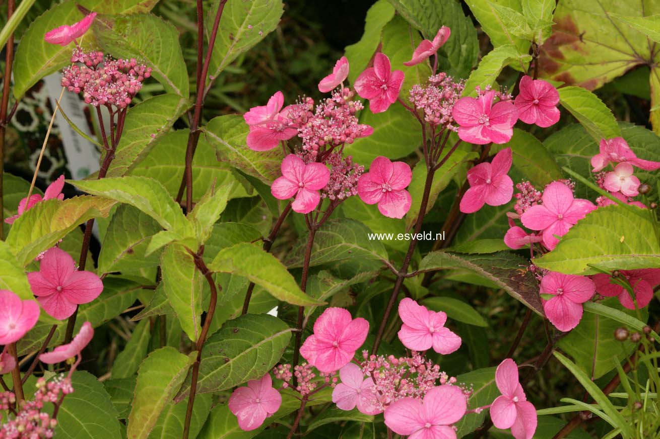 Hydrangea serrata 'Hyuga konjou'
