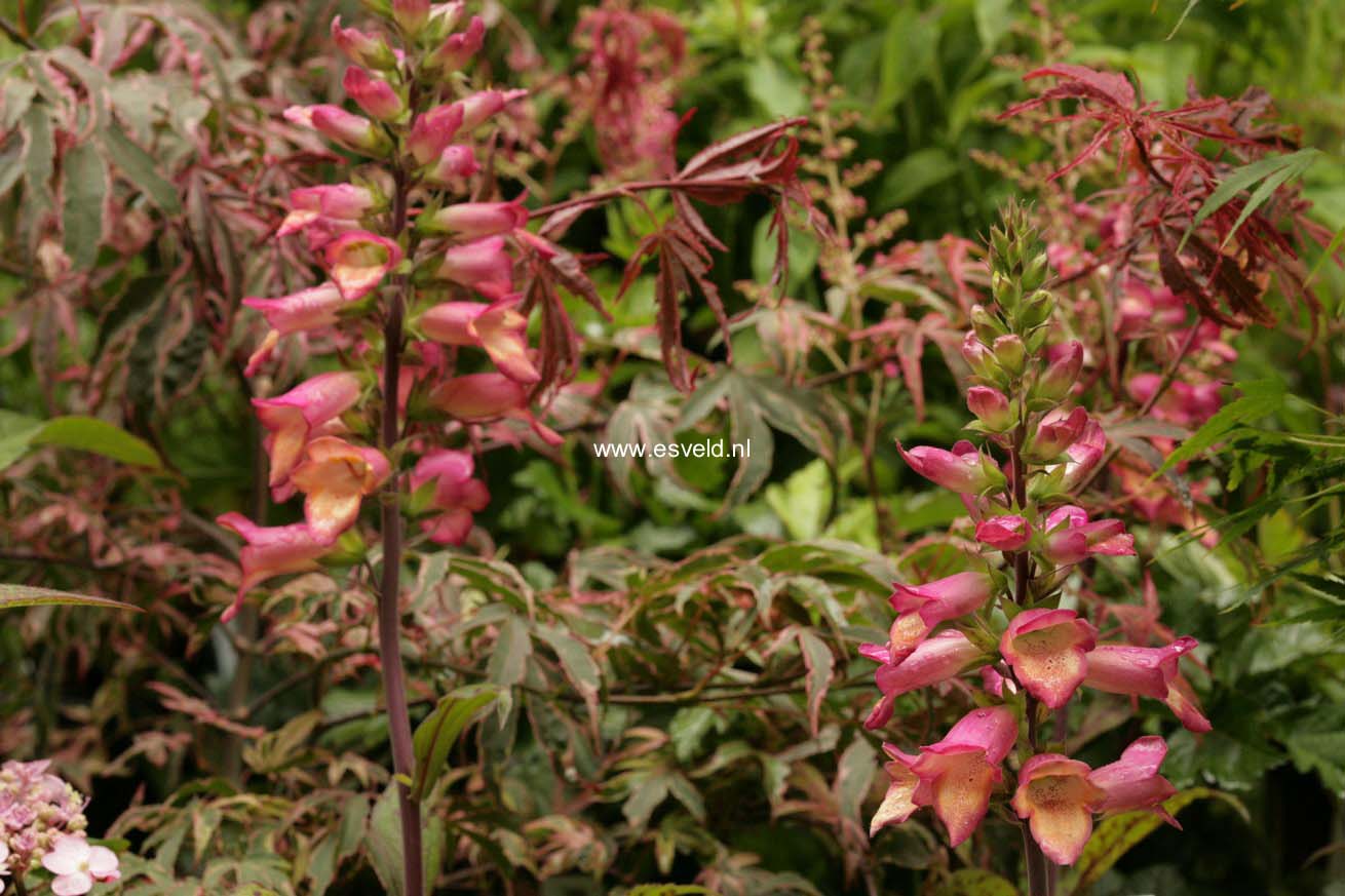 Digiplexis 'Illumination Pink'